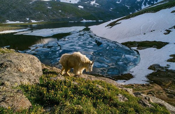 Mountain goat walks near shore of partially frozen Summit Lake-Mount Evans-near Denver-Colorado-USA